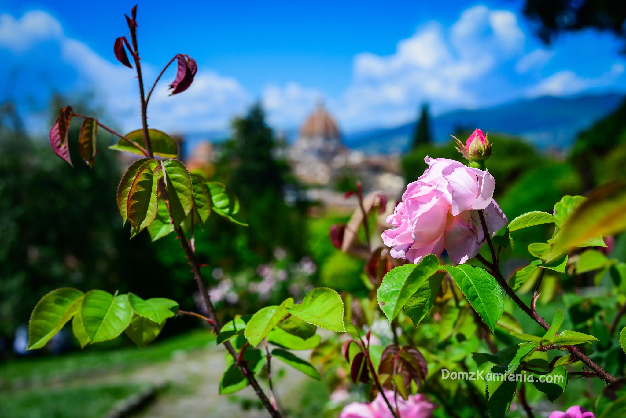 Dom z Kamienia, Ogród Róż we Florencji