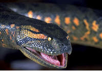 Funny Anaconda