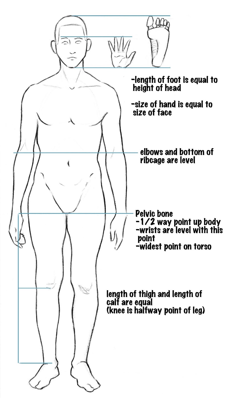 The Artist's Field Book: Question #6 - Proportions in Anatomy