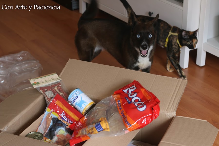 Perros, zooplus, pienso, latas, premios, snacks, lukullus, rocco, amo, pack, calidad, natural, químicos, subproductos, pruebas, mascotas, animales, cariño, publicidad, perritos, can, canes, 