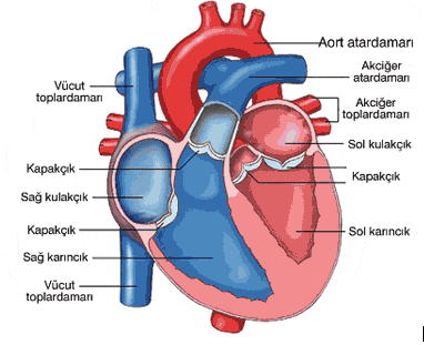Kalp Nedir Kalbin Bolumleri Gorevleri Ve Ozelikleri Nelerdir Yapisi Nasildir Nedir Kimdir Bilgilen