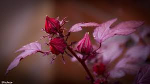 Hibisco (hibiscus sabdariffa)