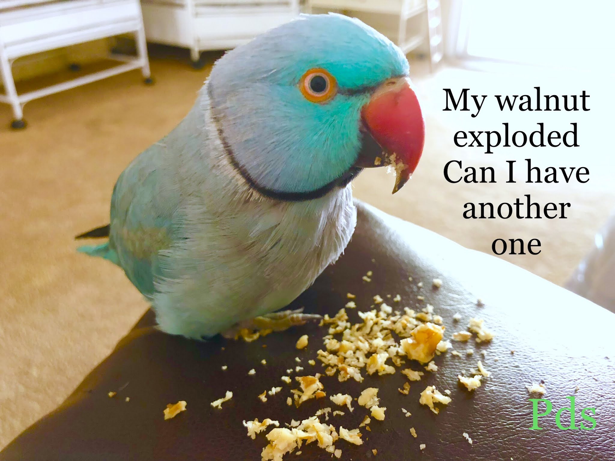 Parrot Diet Prego Dalliance Sanctuary