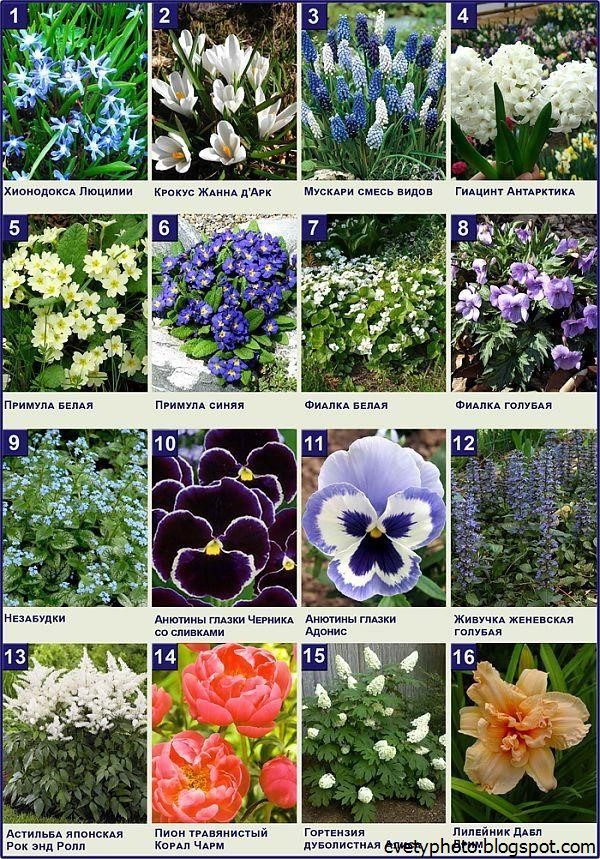 Цветы картинки с названиями садовые многолетние. Растения на клумбе названия. Цветы для клумбыназкания. Название садовых цветов. Названия цветов для клумб.