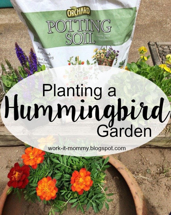 Planting a Hummingbird Garden
