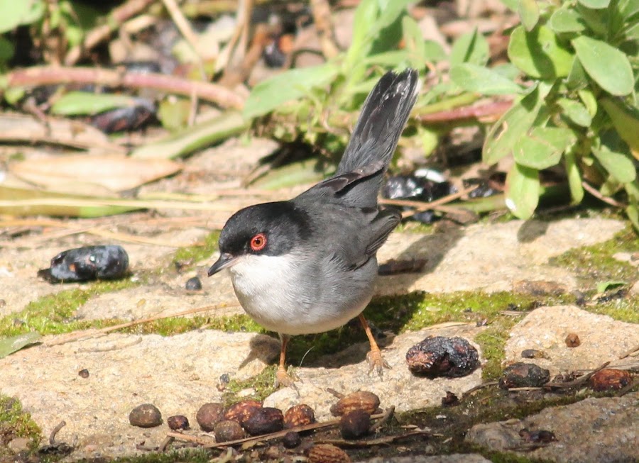 Sylvia melanocephala