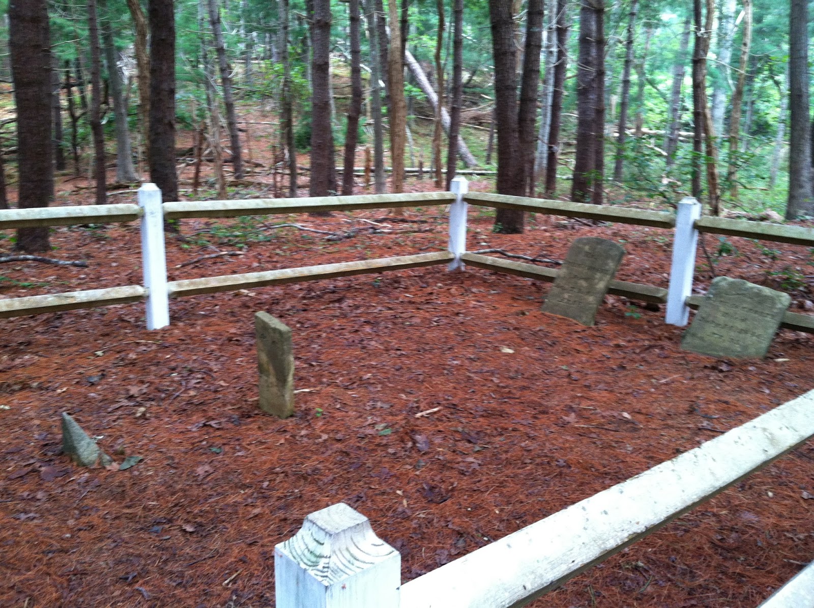 Barbara Eppich Struna Cape CodA Walk in Nickerson State Park