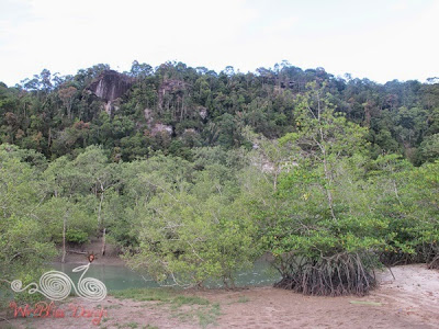 Bako National Park -Mangrove Forest - WireBliss