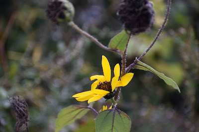 Fall flower