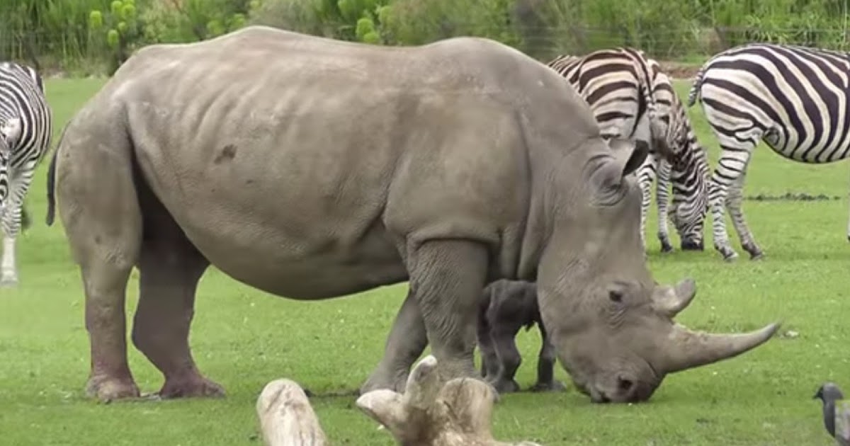 BILA BADAK SUMBU PULA MENGAMUK