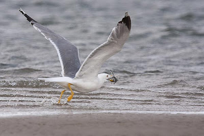 Gaviota con una presa