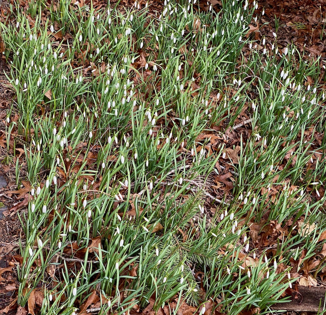Teresa Kasner Snowdrops and Chickens 🐔