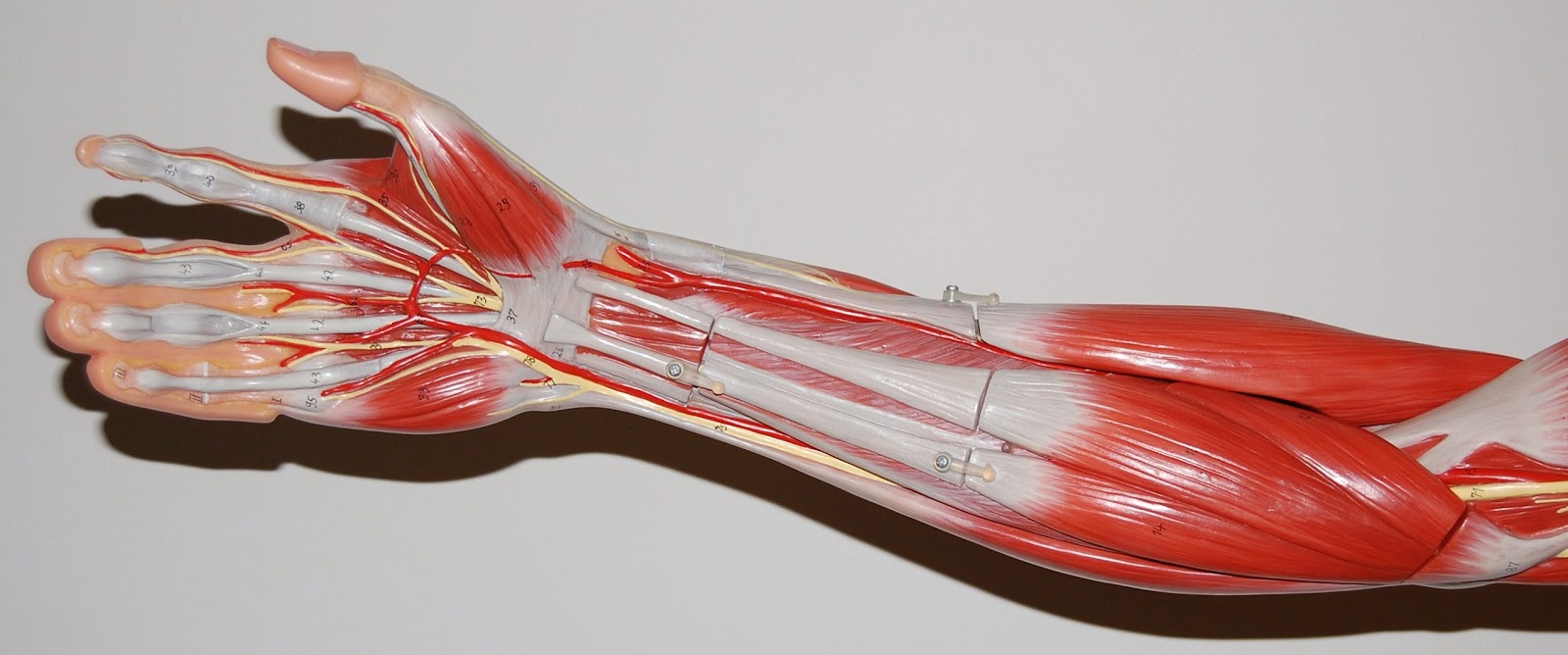 El Cuerpo Humano Los músculos y fascias del antebrazo