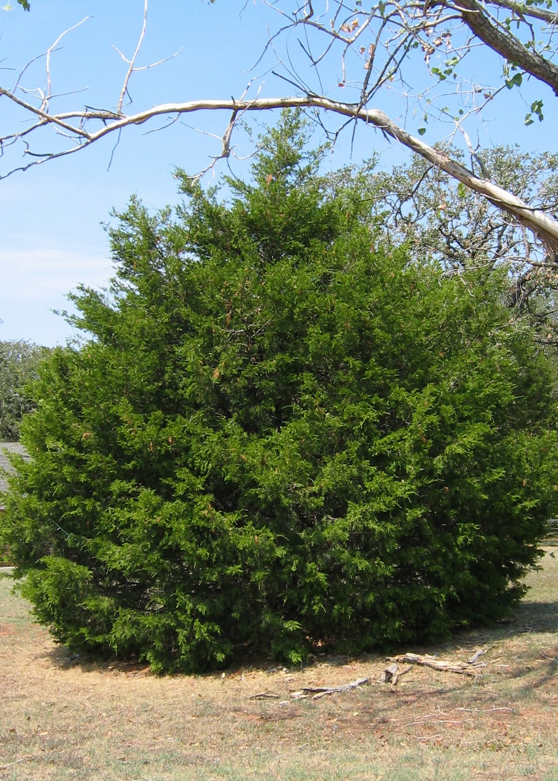 Weatherproofing Your Landscape The Life Expectancy of a Tree