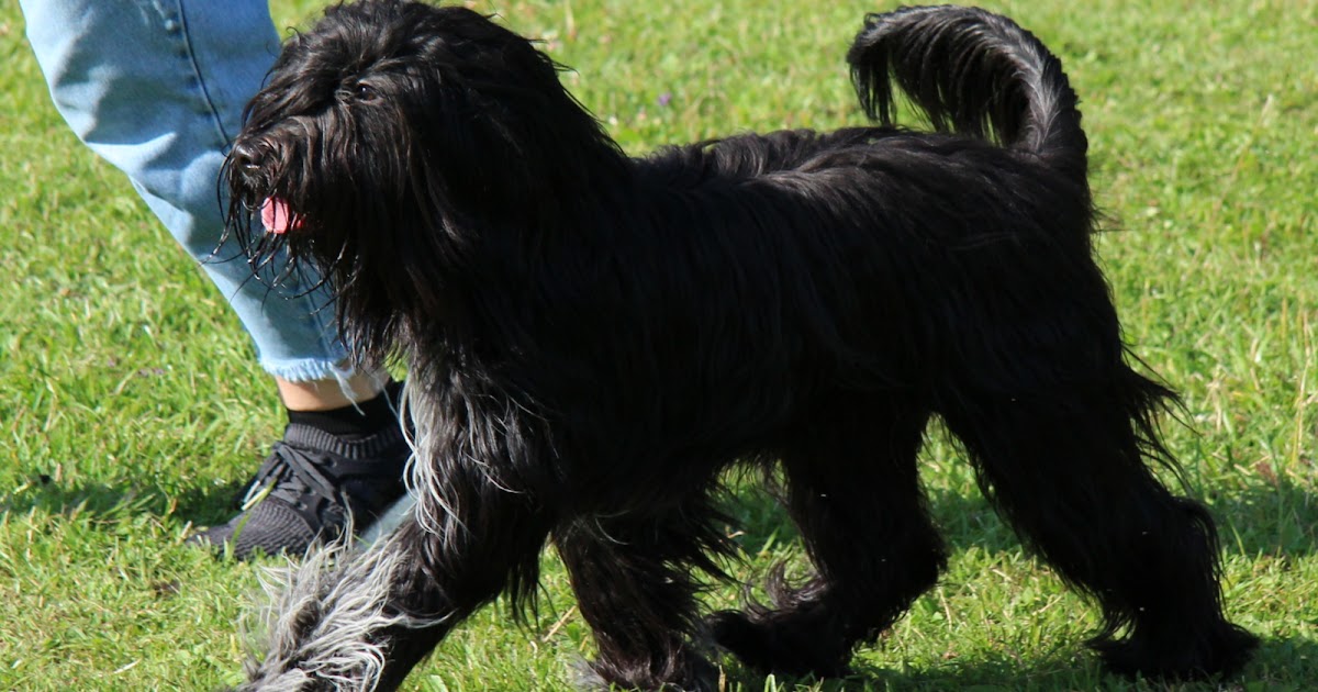 HUNDLYCKA Prada på sin första hundutställning