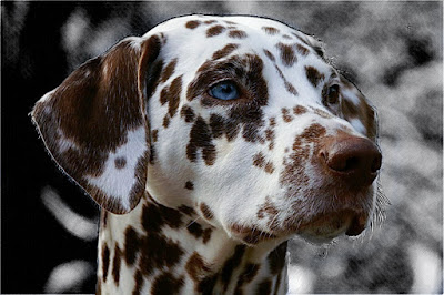 Dalmatiner Hund Kopf