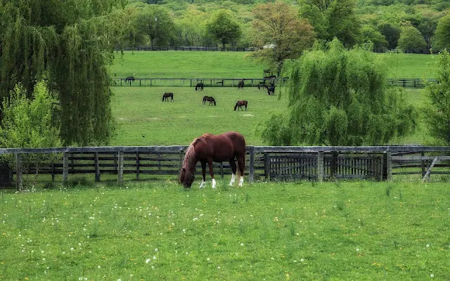 Bruin paard in het weiland