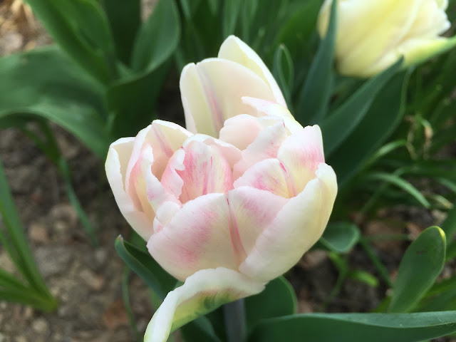 Tulpe Peach Blossom