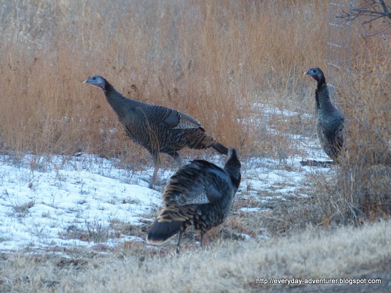 The Everyday Adventurer Some Winter Turkeys
