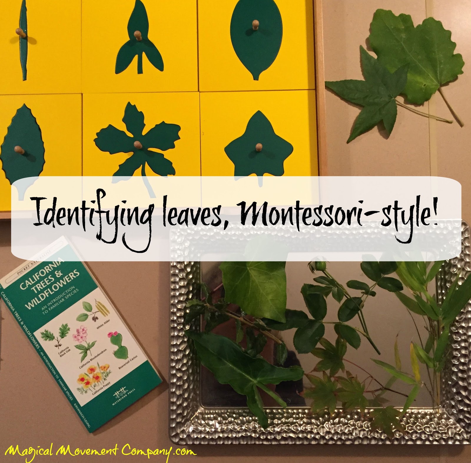 Montessori Botany Leaf Shapes Matttroy