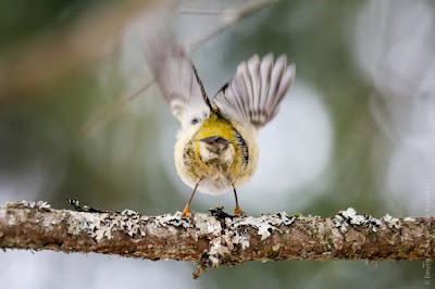 Желтоголовый королек (Regulus regulus). Goldcrest