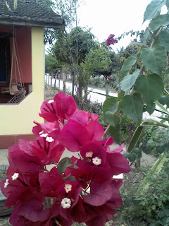 Flores de uma área rural de Italva/RJ.