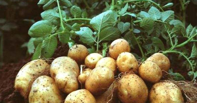 Tentang Tanaman Umbi Kentang