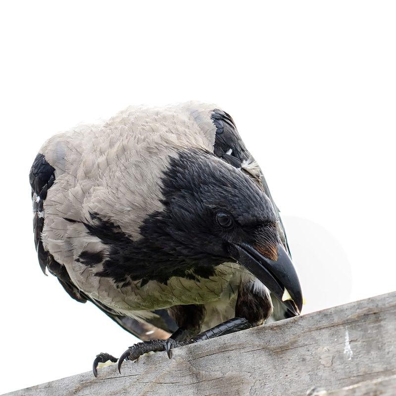 Knuts fugleblogg: Kråka (Corvus corone)