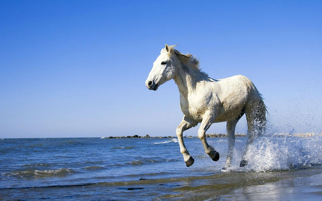 White horse running through sea