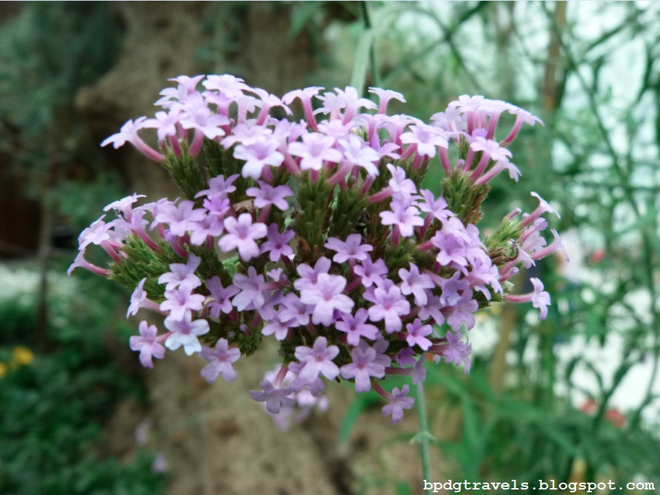  Enchanting Flower Dome Part 2 BPDGTravels Building Memories