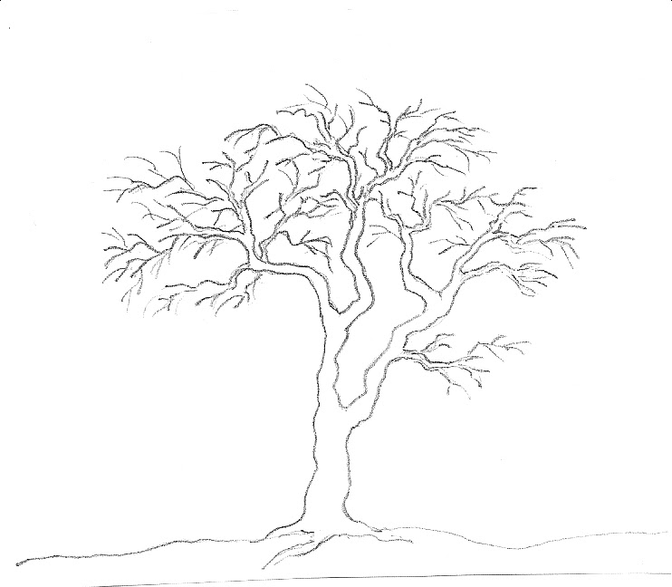 Art by Aunt Marcy Simple Pencil Drawing of a Tree