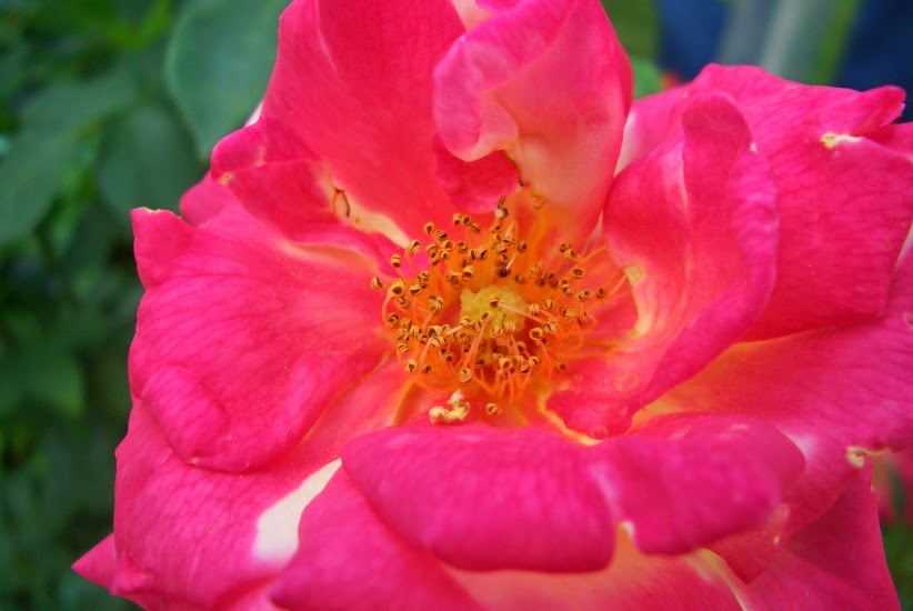 Gedichte Von Nicole Sunitsch Autorin Hoffen Und Wunschen