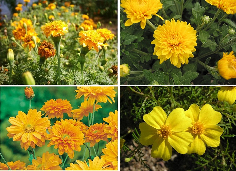 Ini Lho Perbedaan Bunga Krisan Kertas Dan Kenikir Marigold Ayo Berkebun