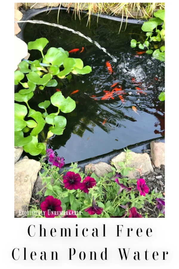 Chemical Free Clean Pond Water