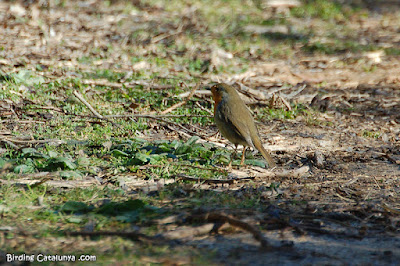 Pit-roig (Erithacus rubecula)