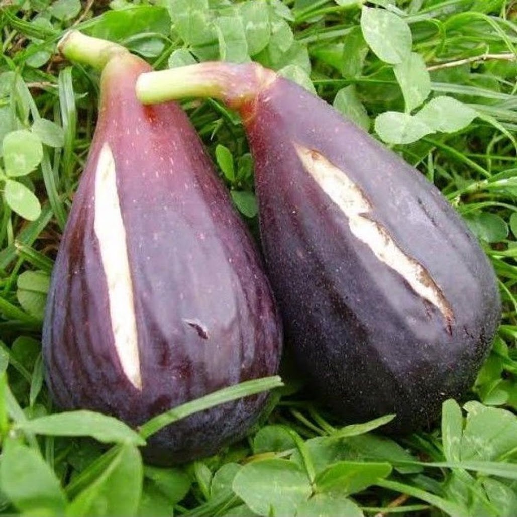 Bibit buah tin MORO DE CANEVA jenis buah tin yang sangat produktif Jawa Barat