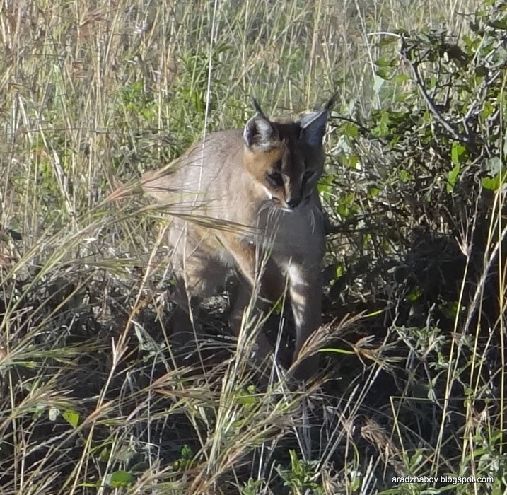 Favorite moments from our adventures.. Wild Cat in Kenya. Cats are