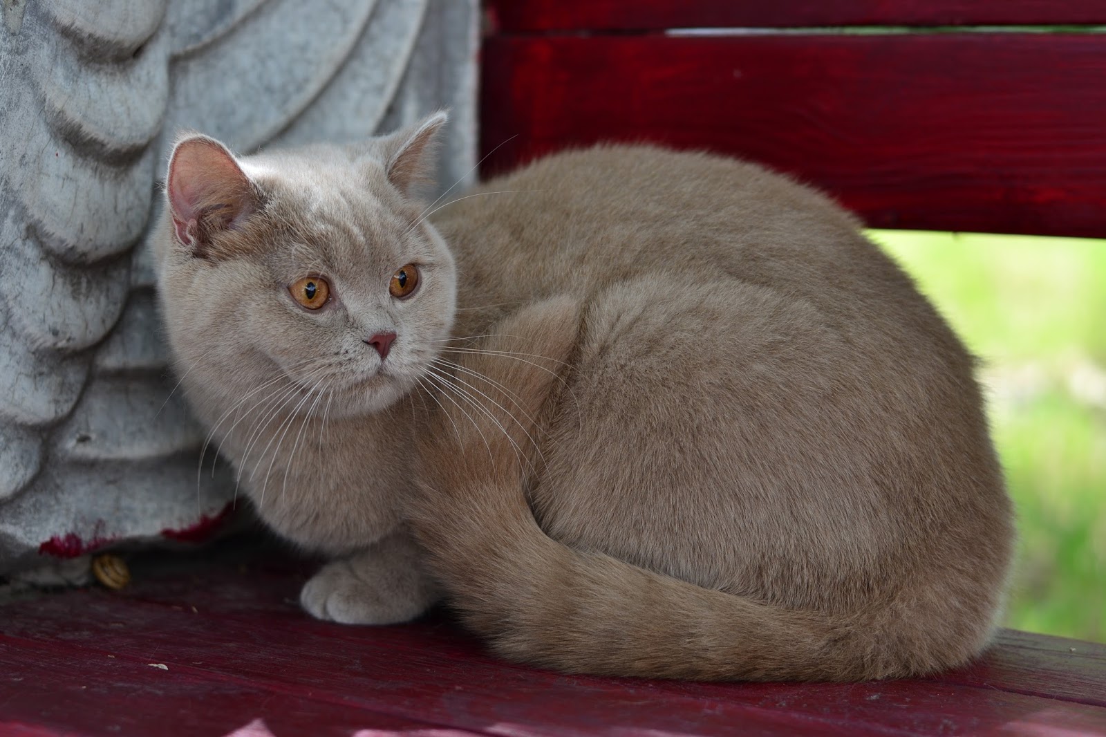 цвета британских кошек. лиловый кот британец. цвета британских кошек. лиловый кот британец. британская короткошёрстная кошка лиловая.