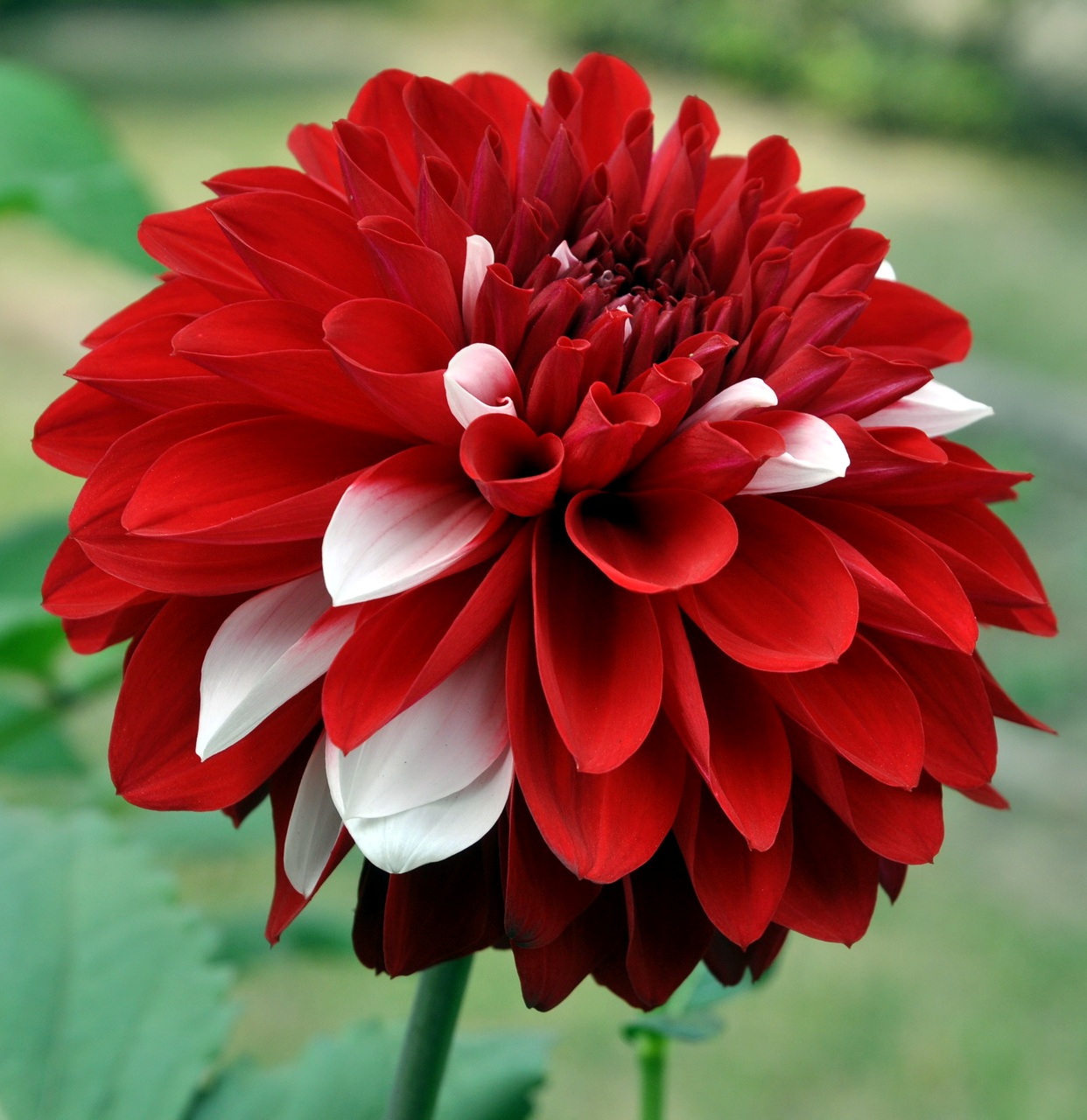 Dahlias Flower Dahlias flower gallery 01