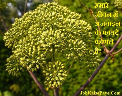 What are the benefits of celery in our life What are the benefits of celery in our life