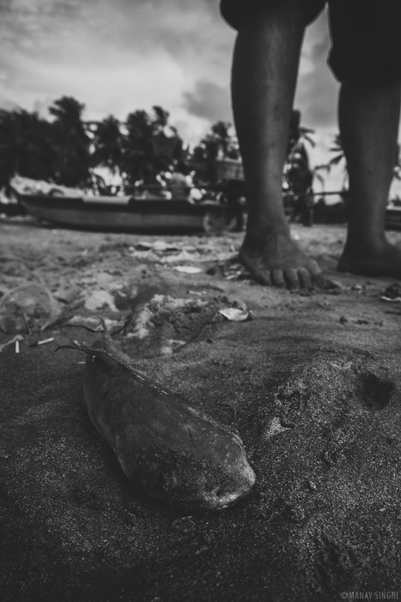 Freshly Caught Fish at Fisherman Area near Le Pondy Beach Resort, Pondicherry - 29-Oct-2019