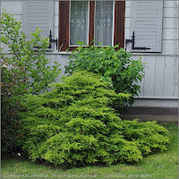 Juniperus media 'Pfizeriana Aurea' - Jałowiec pośredni 'Pfizeriana Aurea'  