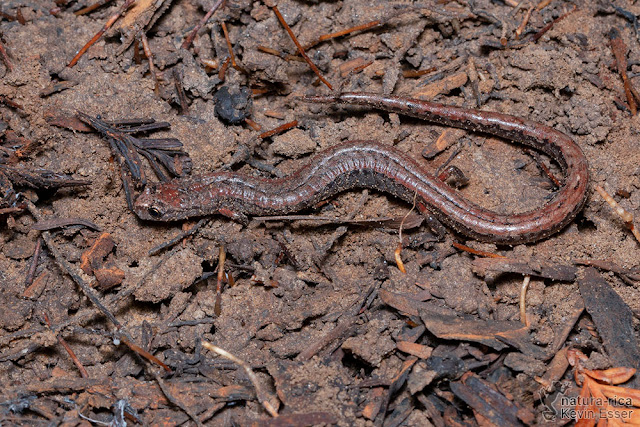 Batrachoseps attenuatus - California Slender Salamander