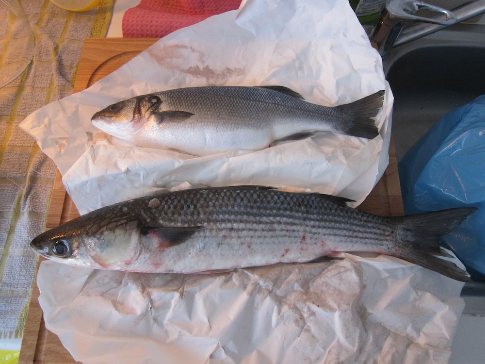 Spigola vs Cefalo Scontro fra titani