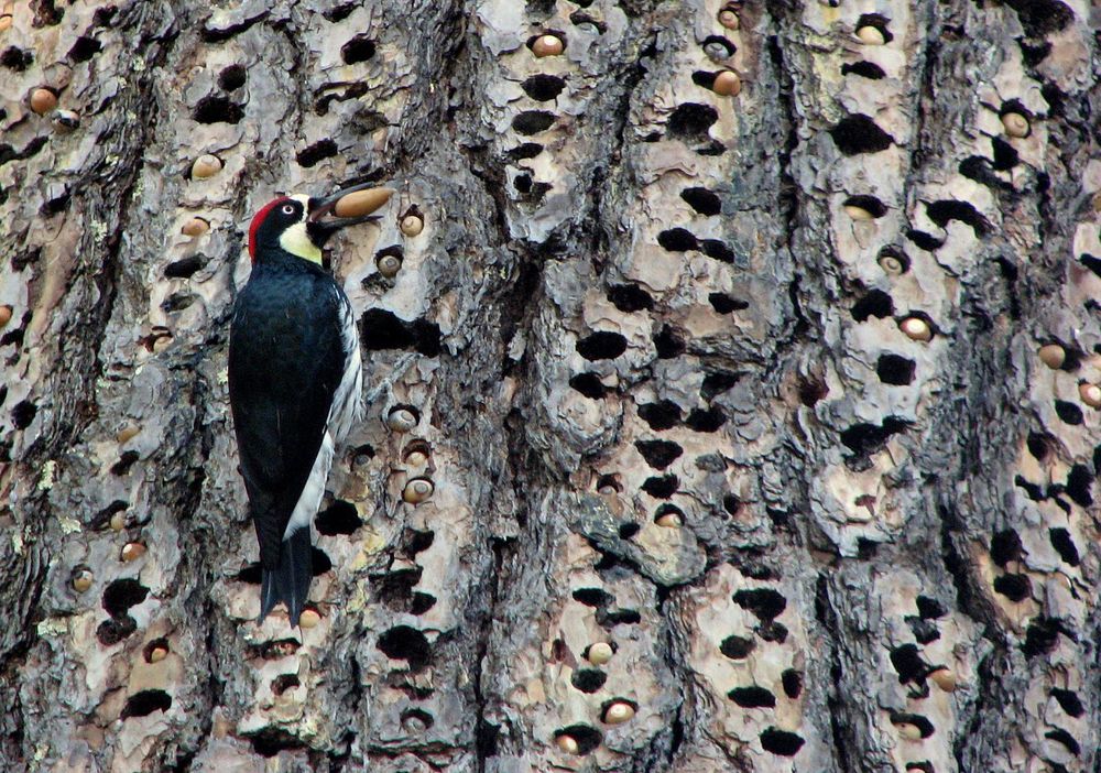 Acorn Woodpecker granaries