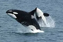 किलर व्हेल या ओर्का (Orcinus orca)