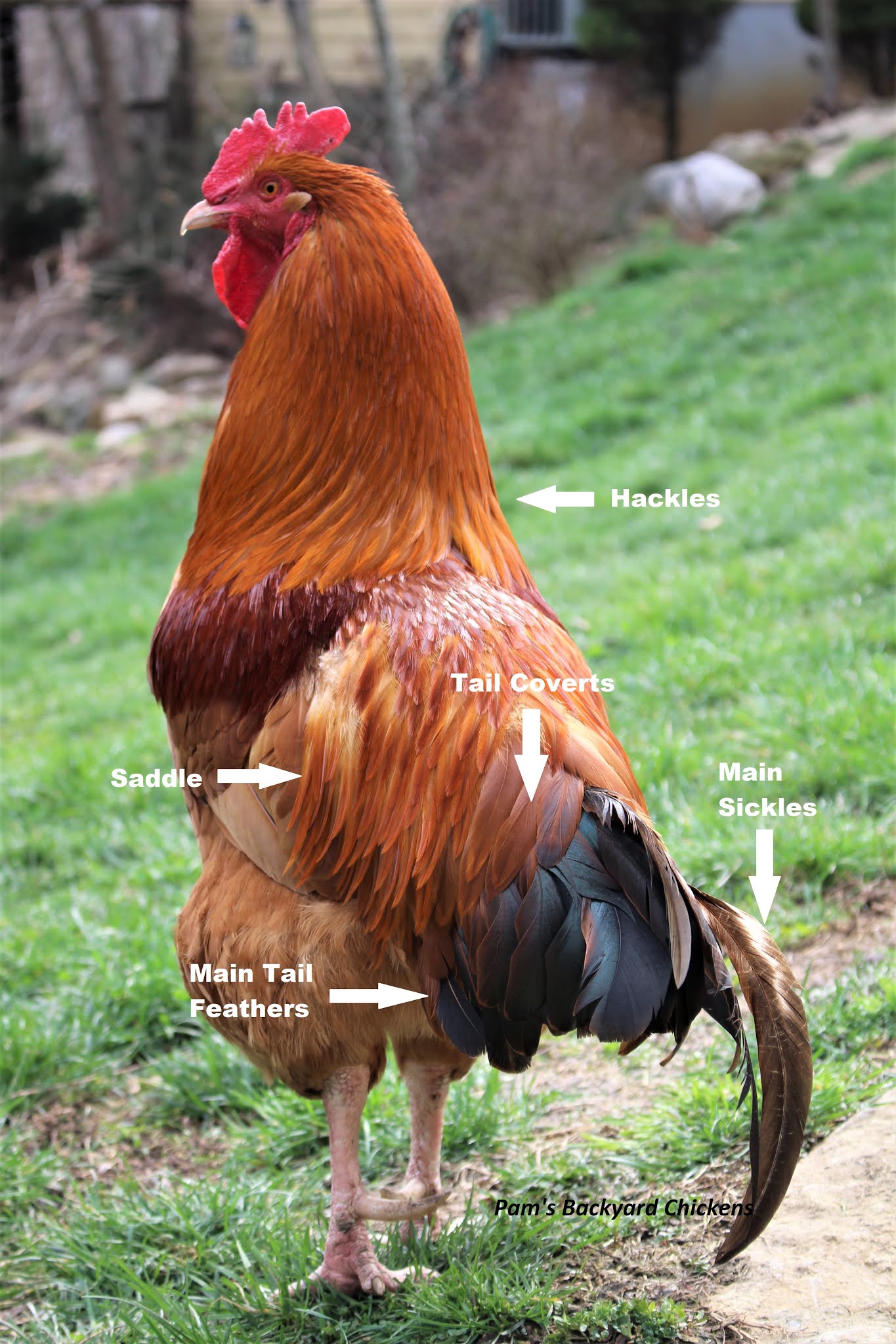 Pam's Backyard Chickens Feathers 101 Why Does a Chicken Lose