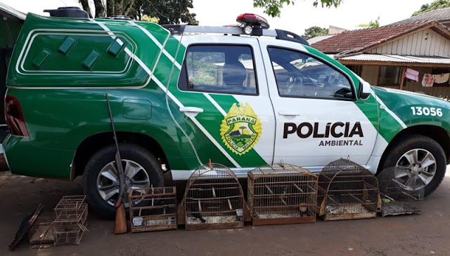 Iretama: Homem é preso com espingarda e por manter pássaros silvestre em gaiolas