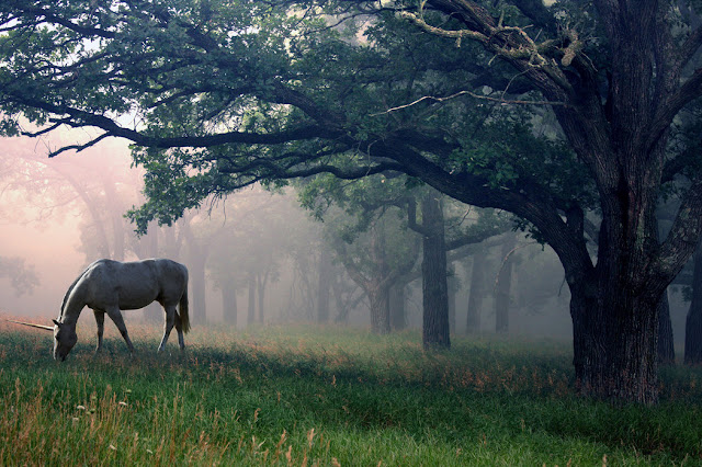 https://www.photowall.fi/unicorn-in-the-forest-tapetti