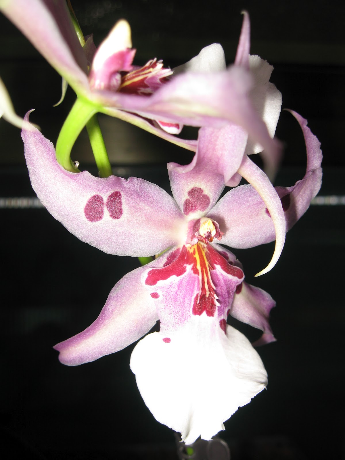 Orquídeas Blog de Angel Mar Beallaras (Orquídeas híbridos intergenéricos)